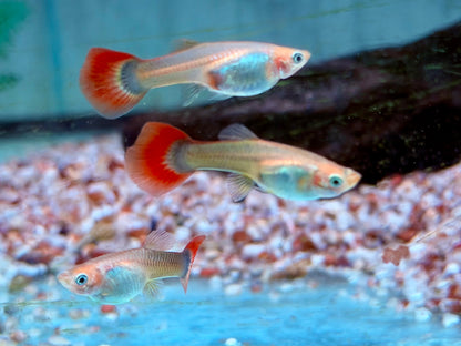 Tuxedo Guppy Poecilia reticulata Weibchen