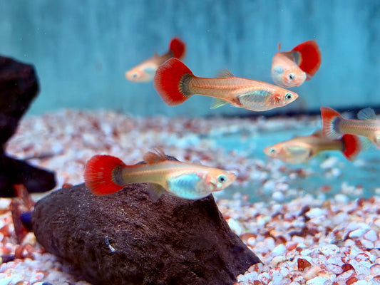 Tuxedo Guppy Poecilia reticulata Weibchen