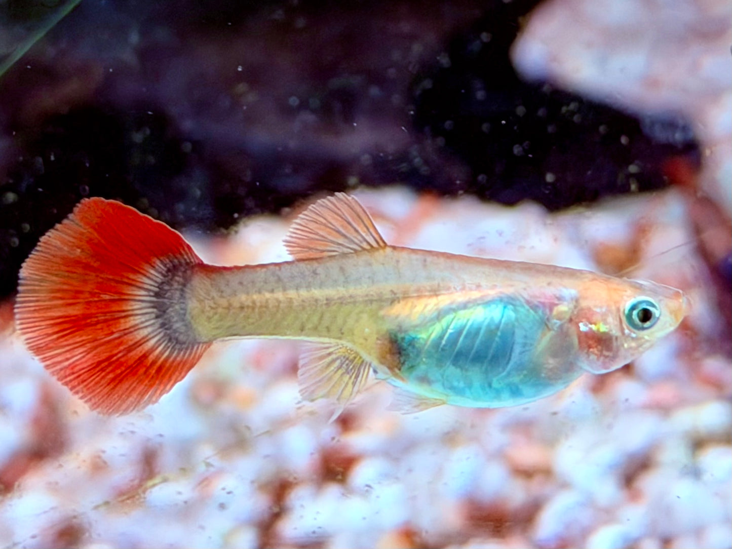 Tuxedo Guppy Poecilia reticulata Weibchen