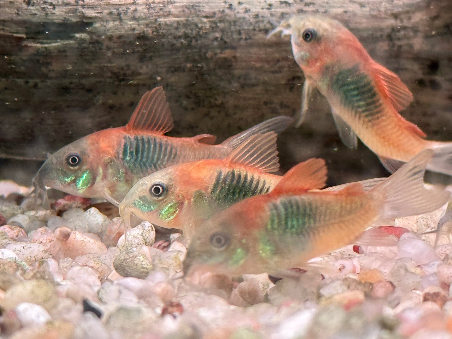 Orangener Venezuela Panzerwels Corydoras venezuelanus orange