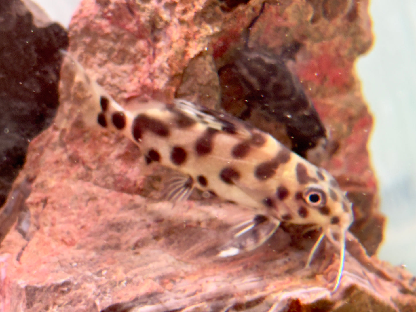 Vielflecken Fiederbartwels Synodontis multimaculatus