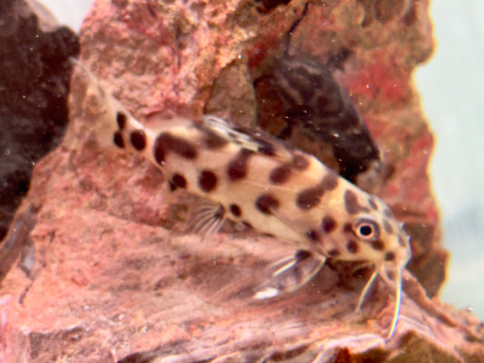 Vielflecken Fiederbartwels Synodontis multimaculatus