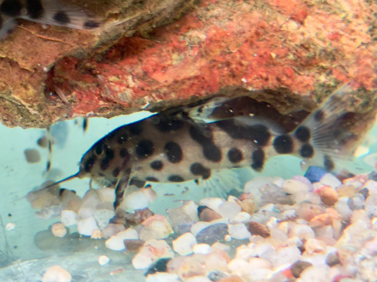 Vielflecken Fiederbartwels Synodontis multimaculatus