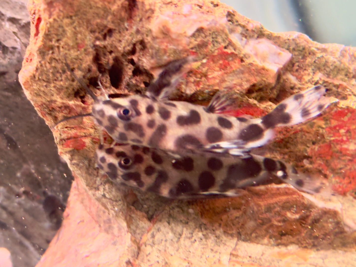 Vielflecken Fiederbartwels Synodontis multimaculatus