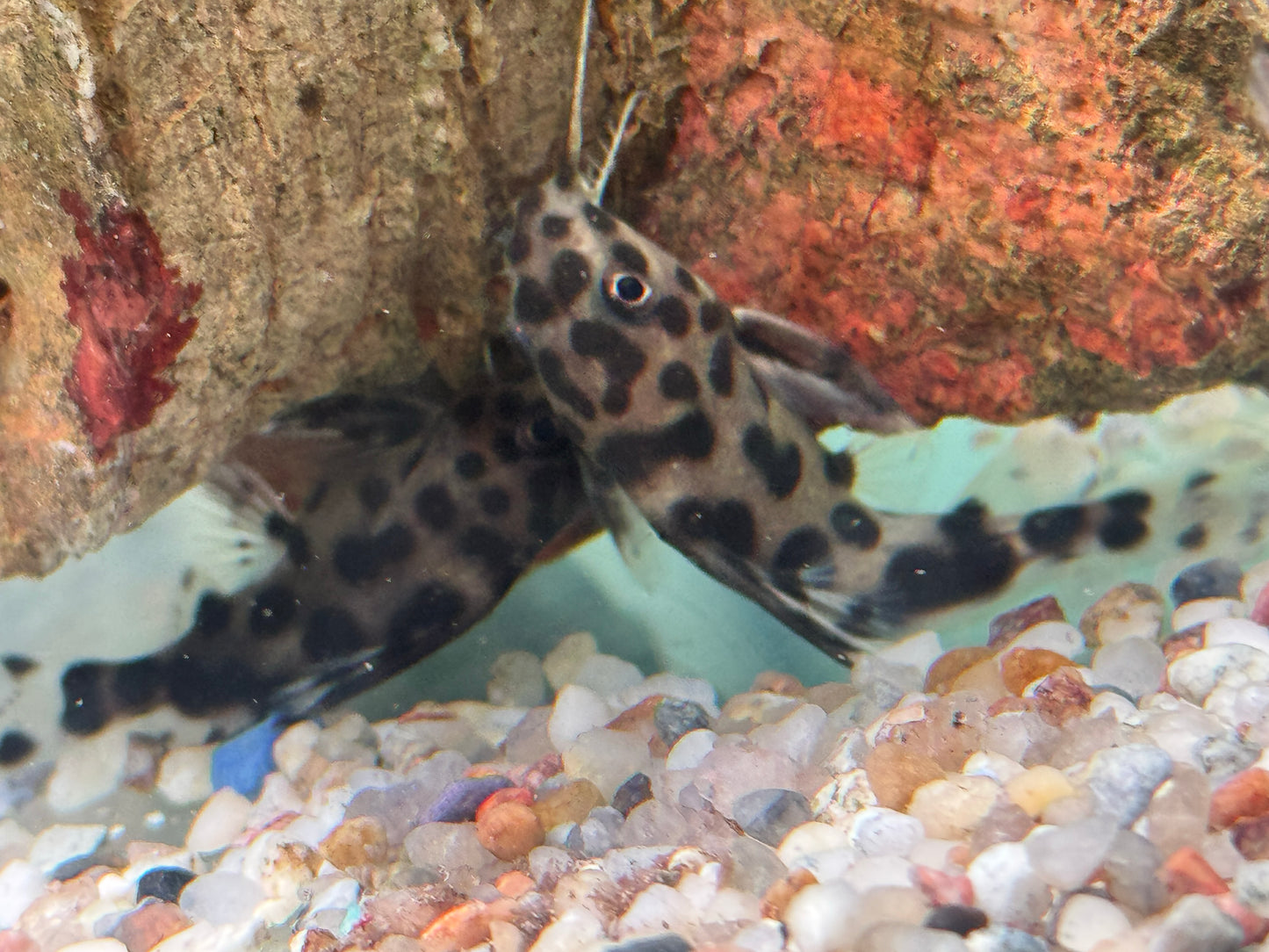 Vielflecken Fiederbartwels Synodontis multimaculatus