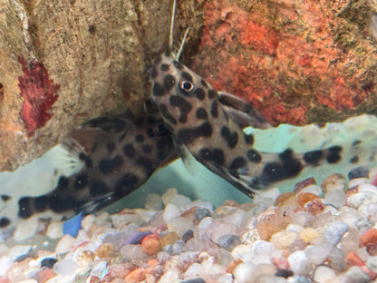 Vielflecken Fiederbartwels Synodontis multimaculatus