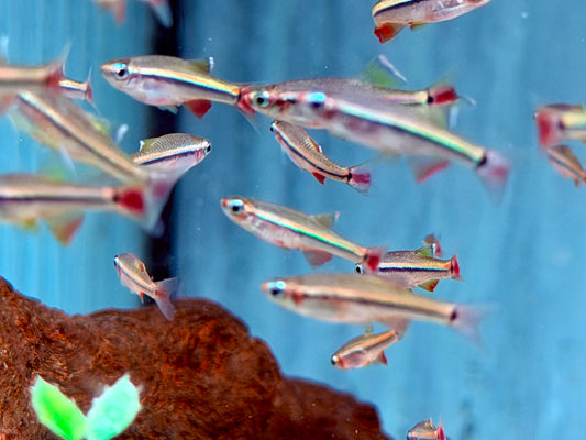 Vietnamesischer Kardinalfisch Tanichthys micagemmae 2 cm