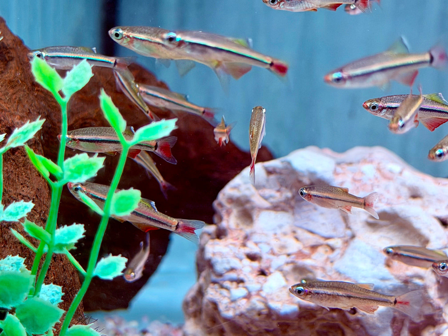 Vietnamesischer Kardinalfisch Tanichthys micagemmae 2 cm