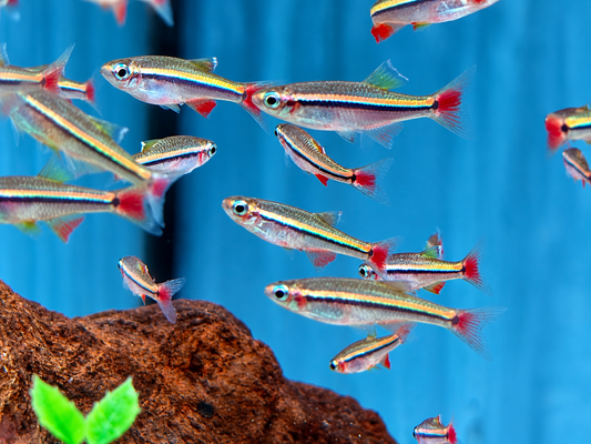 Vietnamesischer Kardinalfisch Tanichthys micagemmae 2 cm