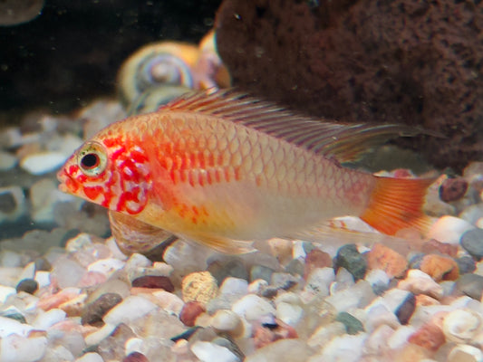 Villavicencio Zwergbuntbarsch Gold Apistogramma macmasteri