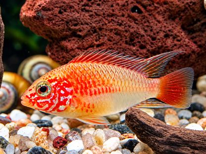 Villavicencio Zwergbuntbarsch Gold Apistogramma macmasteri