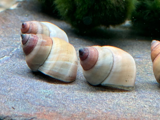 Weiße Sumpfdeckelschnecke Filopaludina martensi