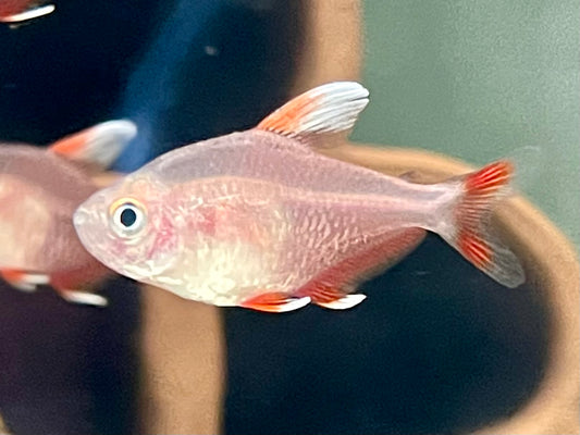 Weißflossen Schmucksalmler Hyphessobrycon rosaceus