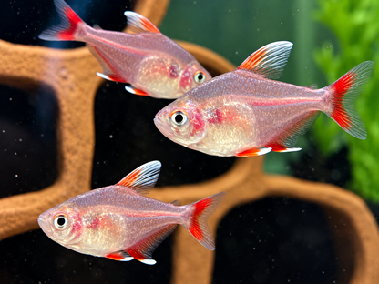 Weißflossen Schmucksalmler Hyphessobrycon rosaceus