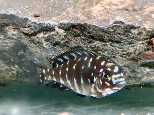 Weißpunkt Brabantbuntbarsch Tropheus duboisi 4-5 cm