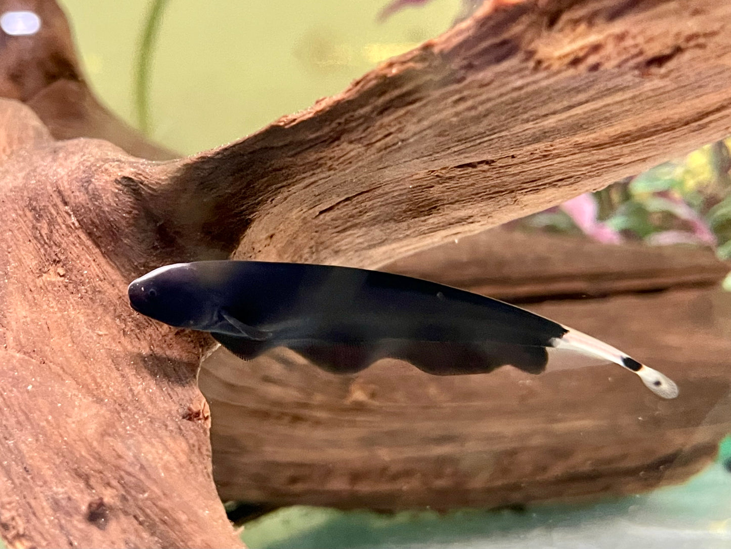 Weißstirn Messerfisch Apteronotus albifrons