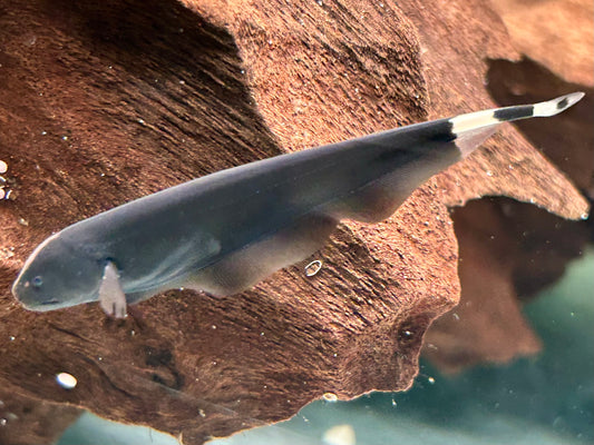 Weißstirn Messerfisch Apteronotus albifrons