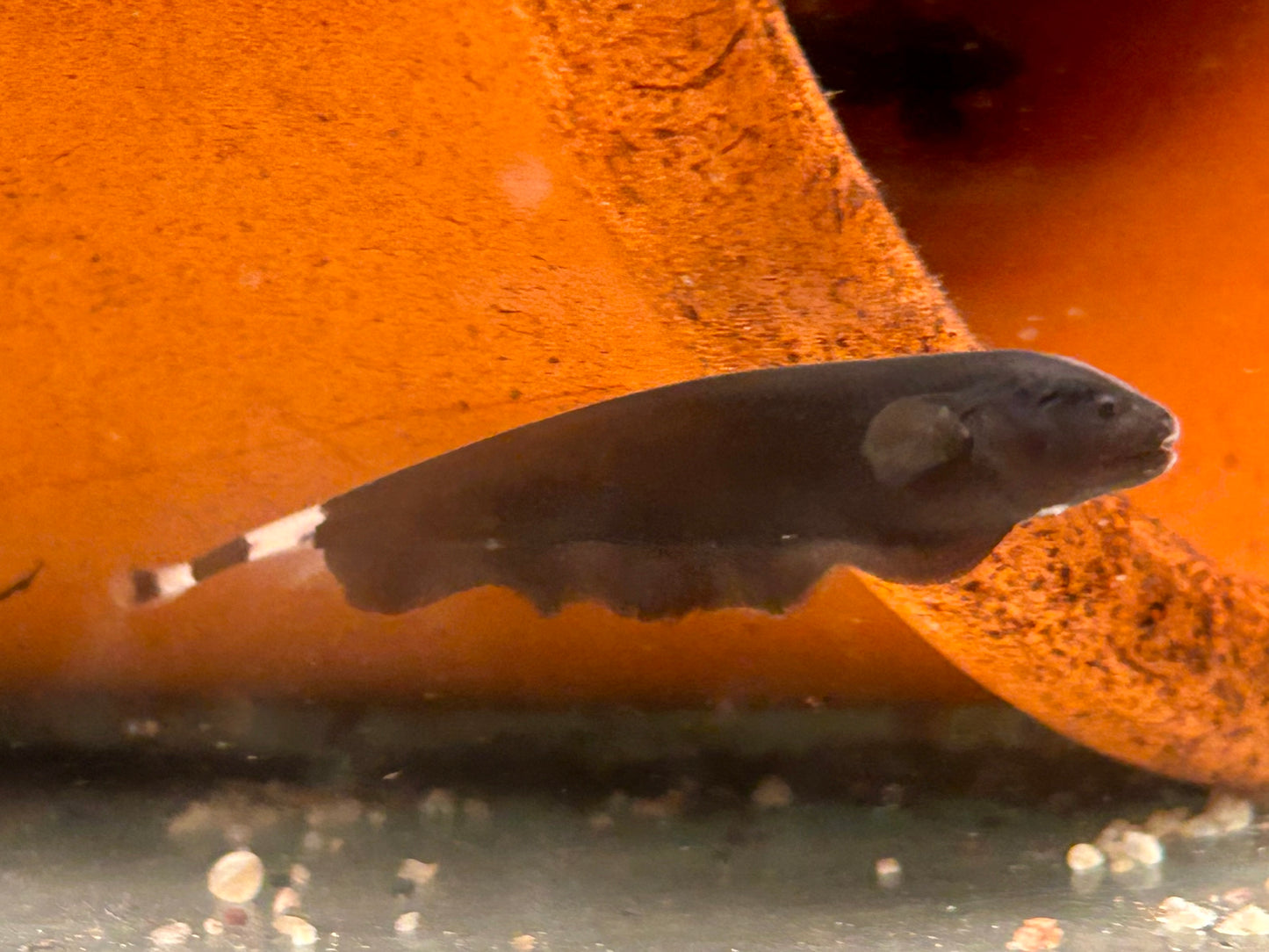 Weißstirn Messerfisch Apteronotus albifrons