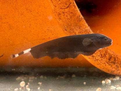 Weißstirn Messerfisch Apteronotus albifrons