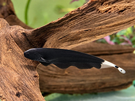 Weißstirn Messerfisch Apteronotus albifrons