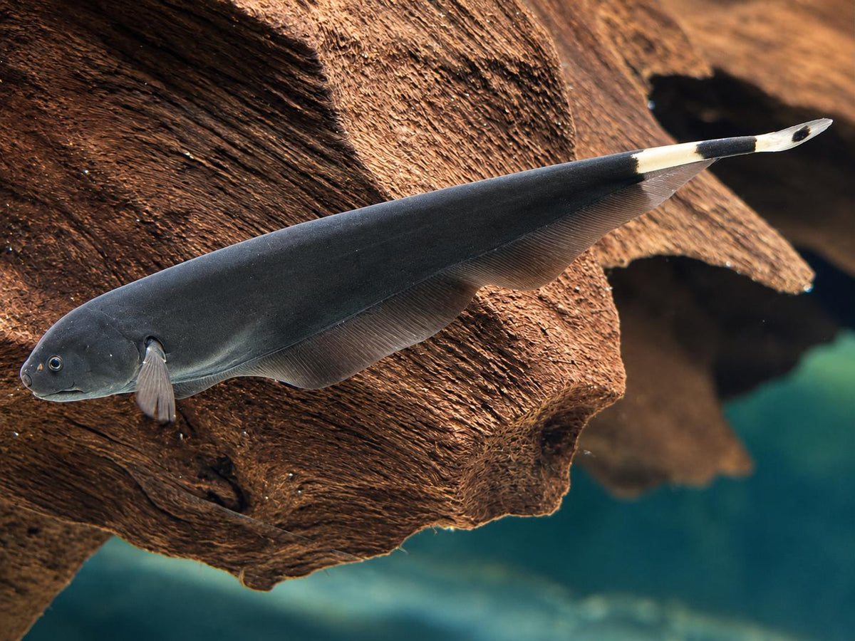 Weißstirn Messerfisch Apteronotus albifrons