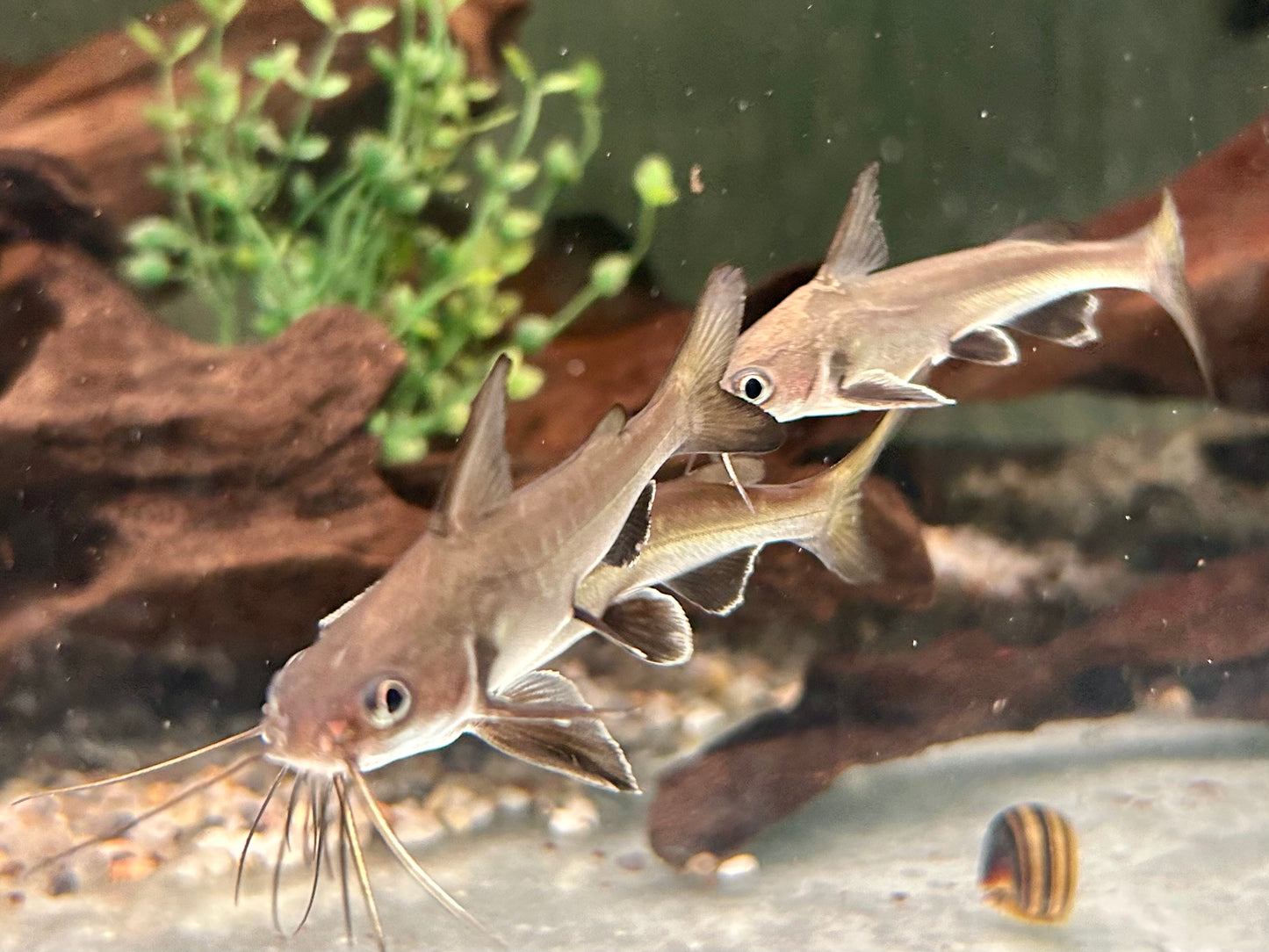 Westamerikanischer Kreuzwels Mini Hai Ariopsis seemanni