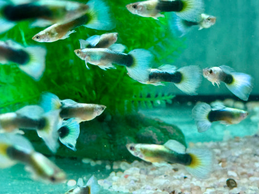 White Blue Tuxedo Guppy Poecilia reticulata Männchen