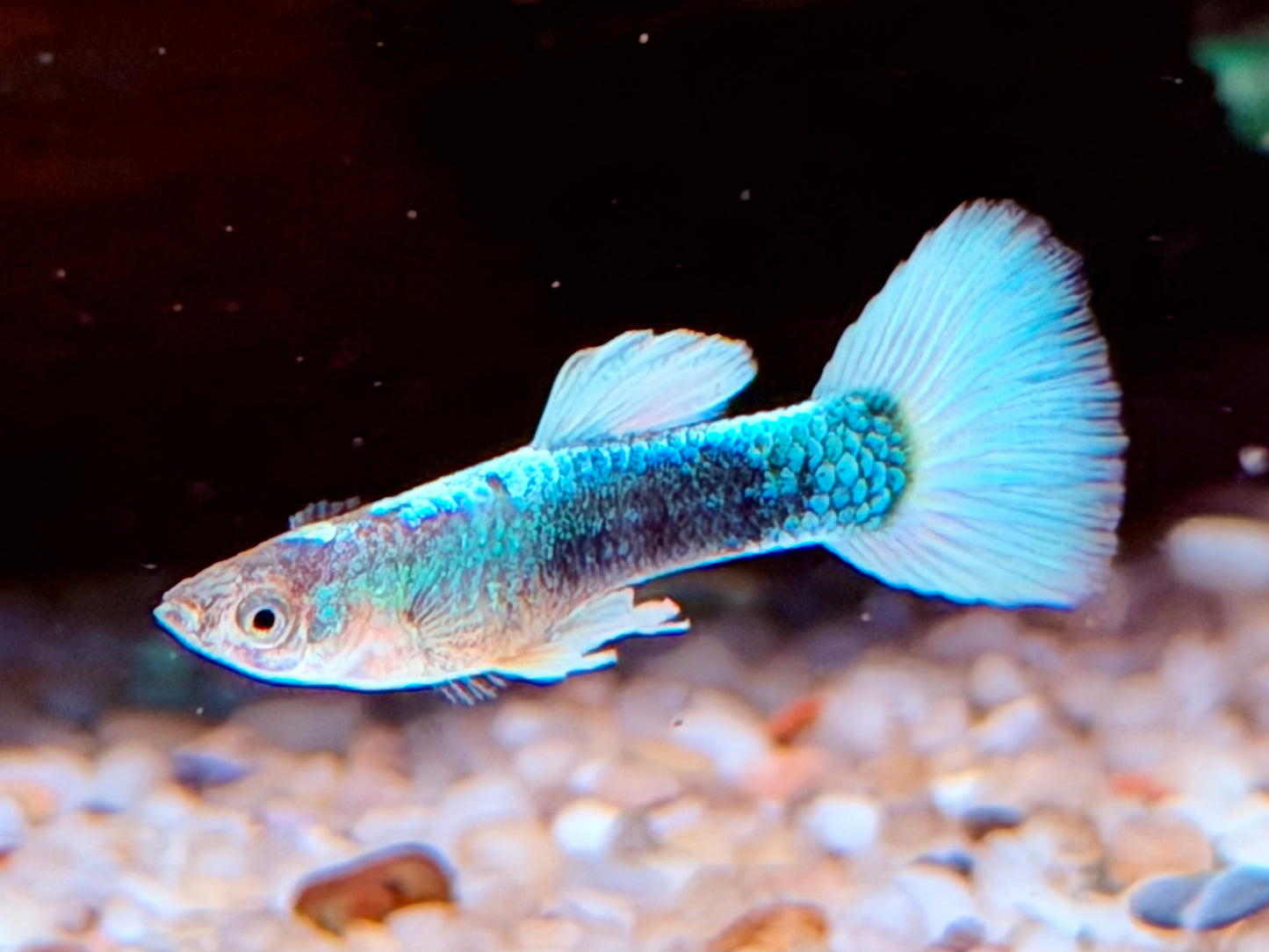 White Blue Tuxedo Guppy Poecilia reticulata Männchen