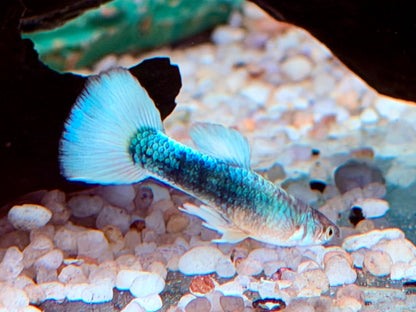White Blue Tuxedo Guppy Poecilia reticulata Männchen