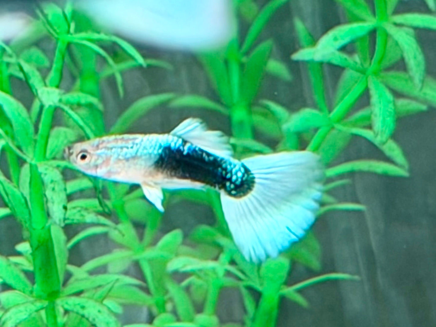 White Blue Tuxedo Guppy Poecilia reticulata Männchen