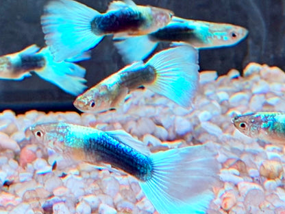 White Blue Tuxedo Guppy Poecilia reticulata Männchen