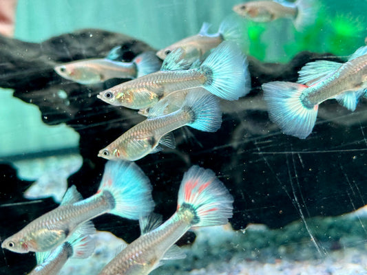 White Blue Tuxedo Guppy Poecilia reticulata Weibchen