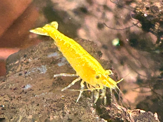 Yellow Fire Garnele Neocaridina davidi