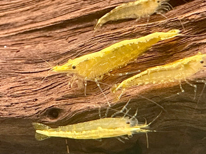 Yellow Fire Garnele Neocaridina davidi