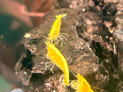 Yellow Fire Garnele Neocaridina davidi