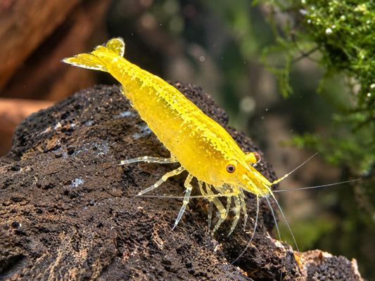 Yellow Fire Garnele Neocaridina davidi