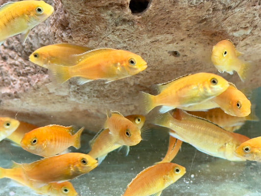 Yellow Gelber Malawibuntbarsch Labidochromis caeruleus