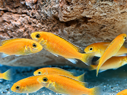 Yellow Gelber Malawibuntbarsch Labidochromis caeruleus ca. 4-6 cm
