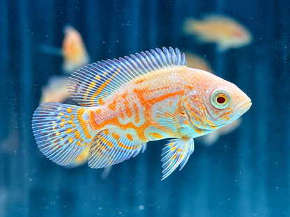 Yellow Lemon Oskar Pfauenaugenbuntbarsch Astronotus ocellatus 5-7cm