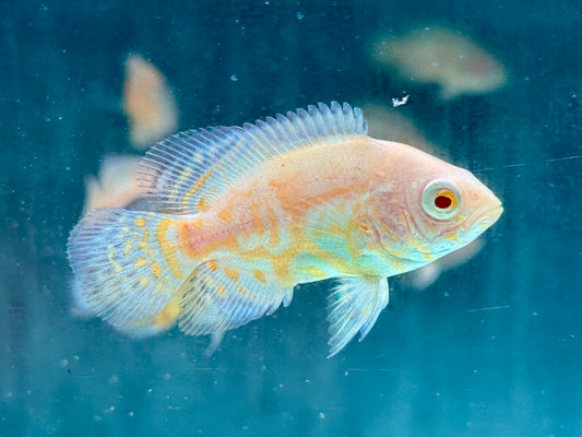 Yellow Lemon Oskar Pfauenaugenbuntbarsch Astronotus ocellatus 4-5 cm