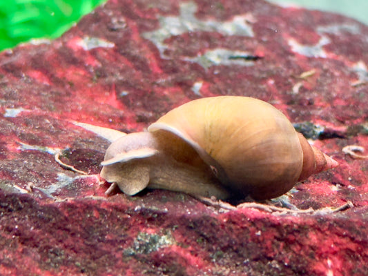 Yoda Schnecke Schlammschnecke Lymnaea stagnalis