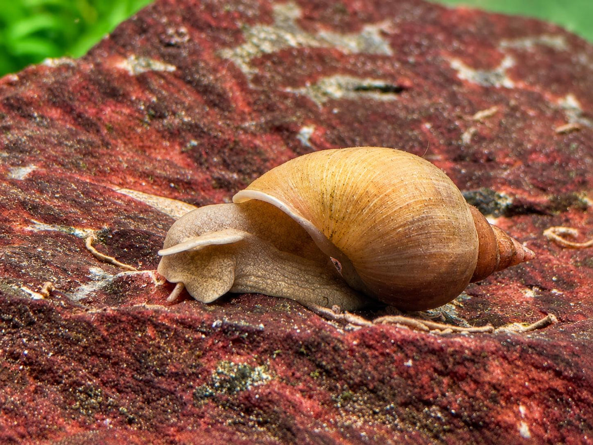 Yoda Schnecke Schlammschnecke Lymnaea stagnalis