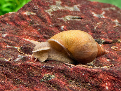 Yoda Schnecke Schlammschnecke Lymnaea stagnalis