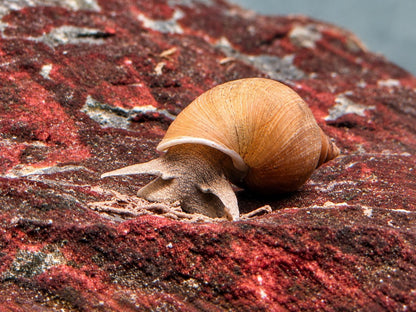 Yoda Schnecke Schlammschnecke Lymnaea stagnalis