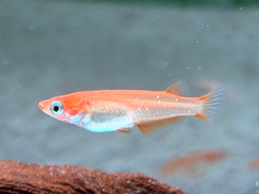 Youkihi Orange Reisfisch Oryzias latipes