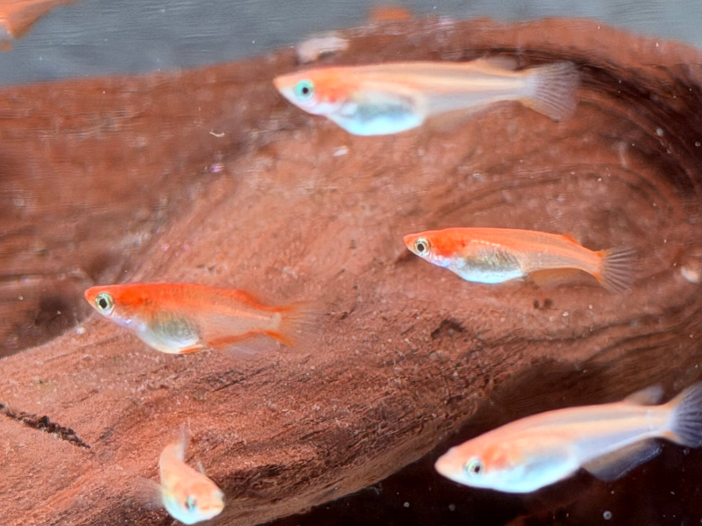 Youkihi Orange Reisfisch Oryzias latipes