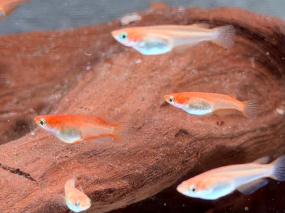 Youkihi Orange Reisfisch Oryzias latipes