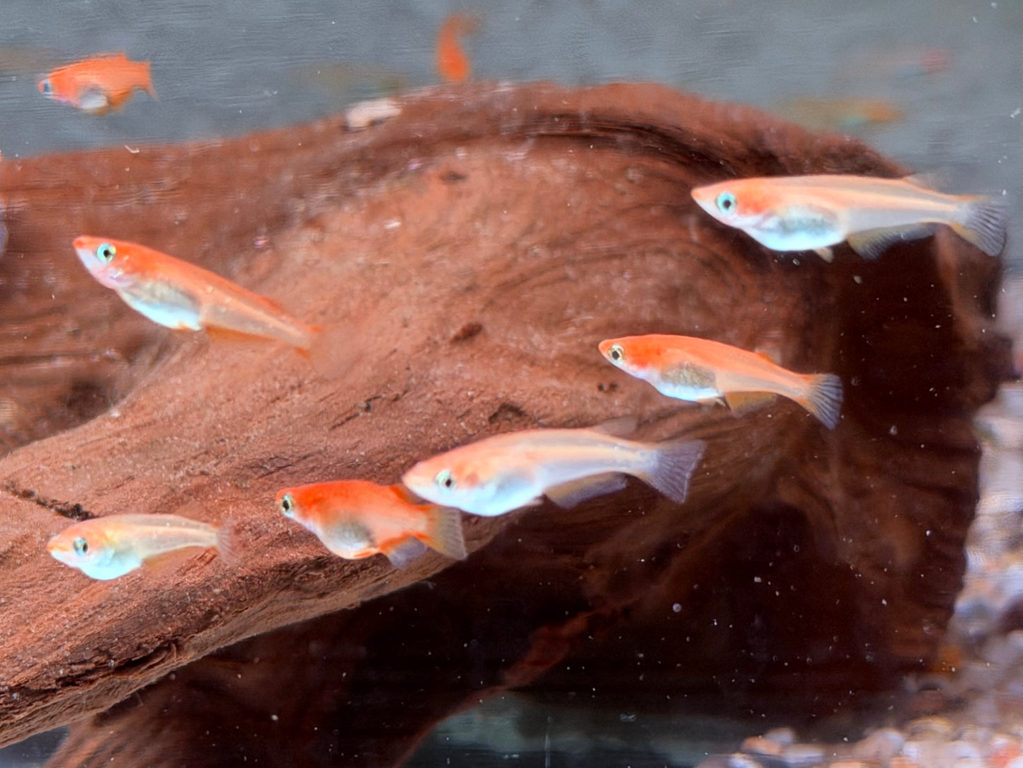 Youkihi Orange Reisfisch Oryzias latipes