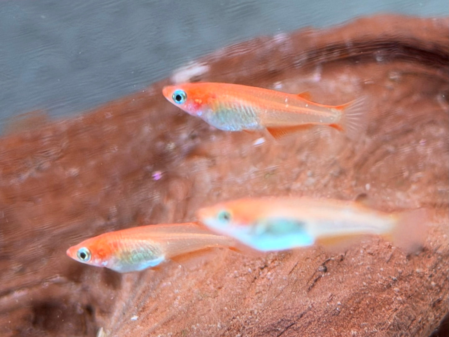 Youkihi Orange Reisfisch Oryzias latipes