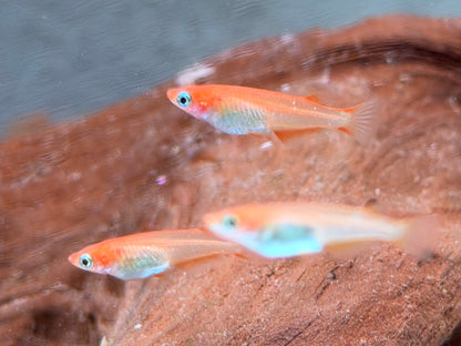 Youkihi Orange Reisfisch Oryzias latipes